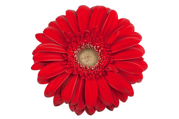 Isolated Gerbera Daisy on a white backdround