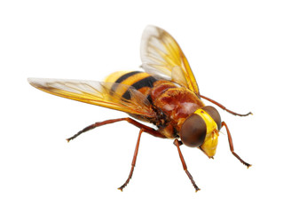 Horsefly
