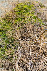Tangled Branches of Tropical Trees