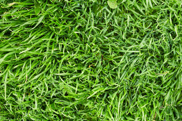 Fototapeta na wymiar Grass with drops of water