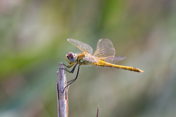 yellow dragonfly