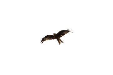 Rotmilan (Milvus milvus), isoliert
