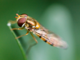 fly close up on green background