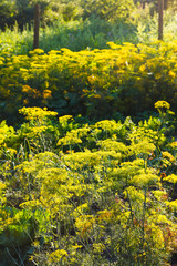 illuminated yellow flowers on dill herb in garden