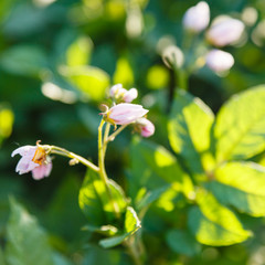 Fototapeta premium potato flowers in summer evening