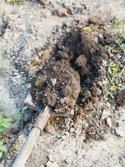 digging of agrarian field by shovel