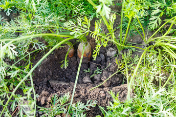 ripe red carrots in garden bed