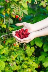 harvesting - handful of red raspberries © vvoe