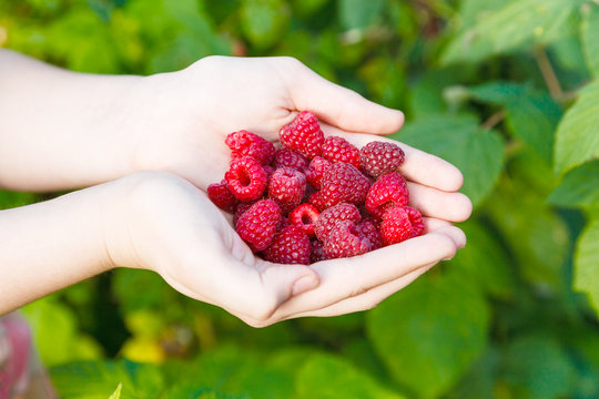 ripe raspberries in hands outdoors