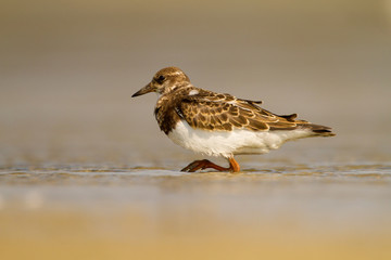ruddy turnstone