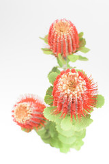 three red grevillea flowers