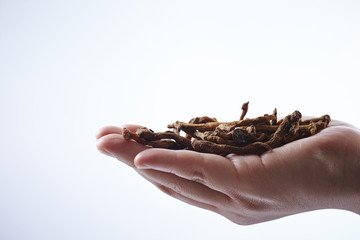 herbal medicine 