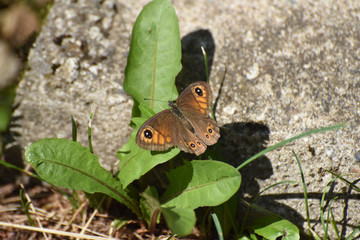 farfalle natura farfalla fiori insetti
