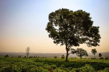 Obraz premium Agriculture in Thailand