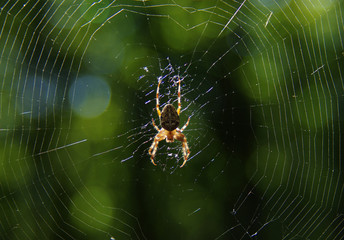 Spider