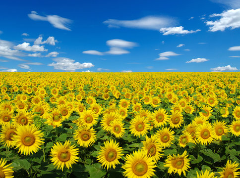 sunflowers field
