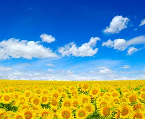 Foto auf Acrylglas Sonnenblume sunflowers field