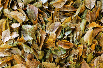 Rotting leaves