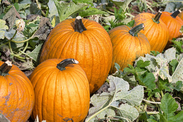Harvesting farm pumpkins
