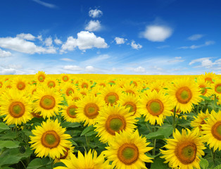 Obraz premium sunflowers field