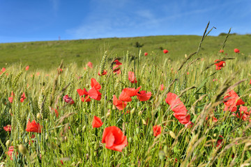 coquelicotsdans les blés