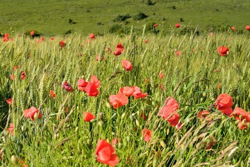 coquelicotsdans les blés