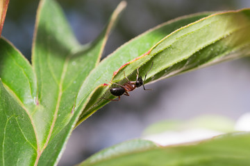 the ant