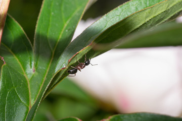 the ant