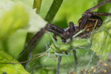 spider nature