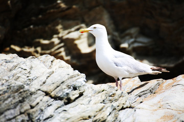 Mouette sur les rochers de la côte vendéenne.
