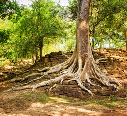 Tree roots growing on ruins in Cambodia