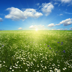 Obraz premium daisy flowers