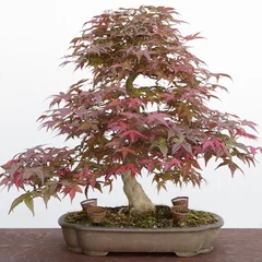 Papier Peint photo Bonsaï Érable du Japon (Acer palmatum) bonsaï sur une table en bois et fond blanc