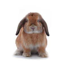 Bunny isolated on white background.