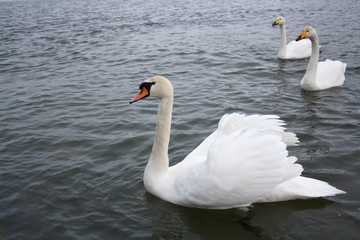 Fototapeta premium white swan 