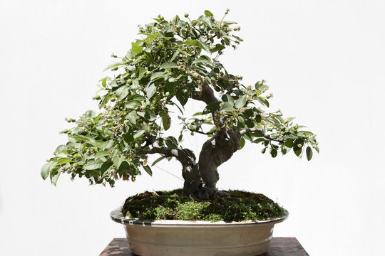 Apple tree (Malus) bonsai on a wooden table and white background