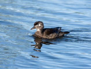 Female Wood Duck Swimming