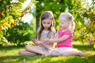 Two adorable little sisters picking red currants