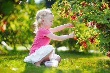 Naklejka na ściany i meble Cute little toddler girl picking red currants