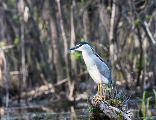 Black-crowned Night Heron