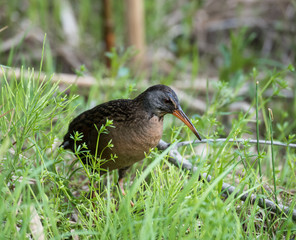 Virginia Rail 