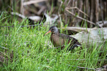 Virginia Rail 