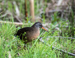 Virginia Rail 