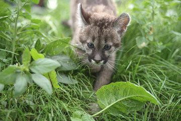 Kleiner Puma läuft durchs Gras