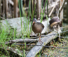 Virginia Rail 