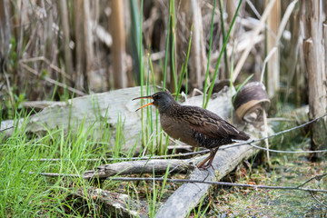 Virginia Rail 