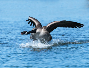  Canada Goose Launching