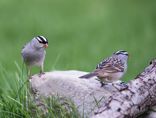 White-crowned Sparrow
