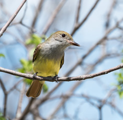 Great Crested Flycatcher perched in a tree