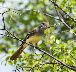 Great Crested Flycatcher perched in a tree